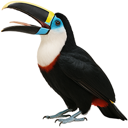 White-throated Toucan